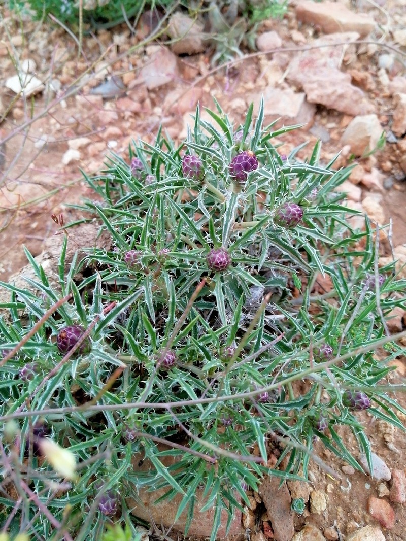 Atractylis phaeolepis photo 5