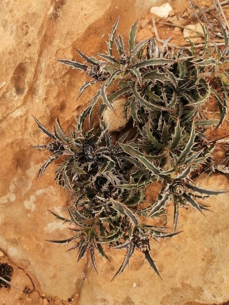 Atractylis phaeolepis photo 6