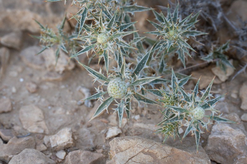 Atractylis phaeolepis photo 7