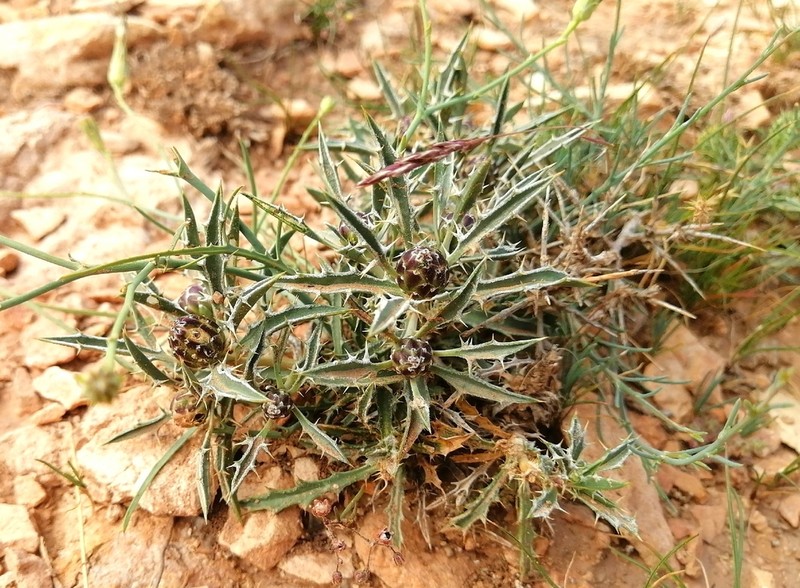 Atractylis phaeolepis photo 8