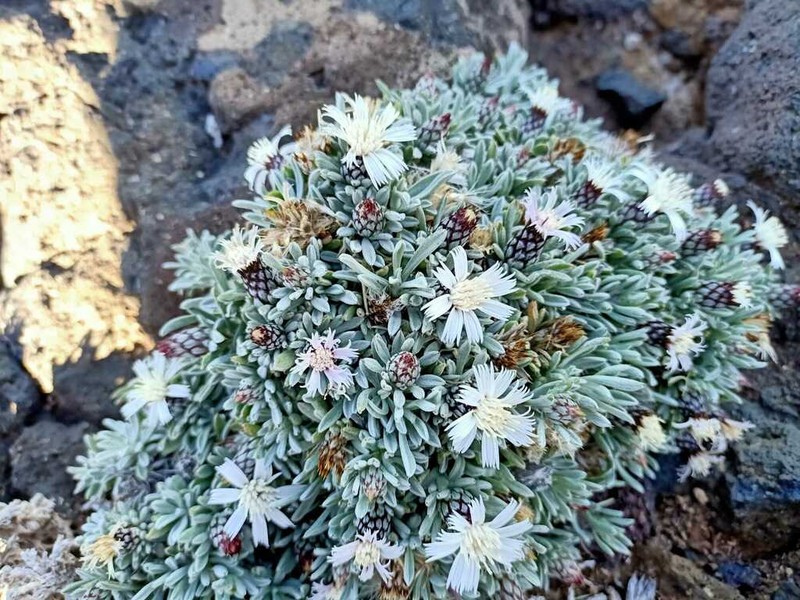 Atractylis preauxiana