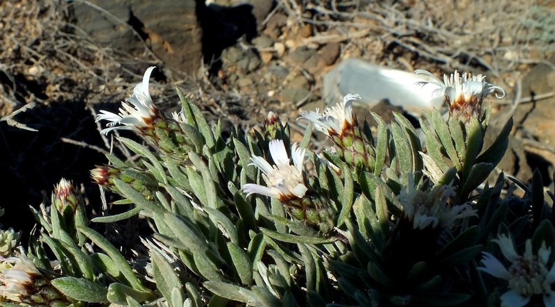 Atractylis preauxiana photo 2