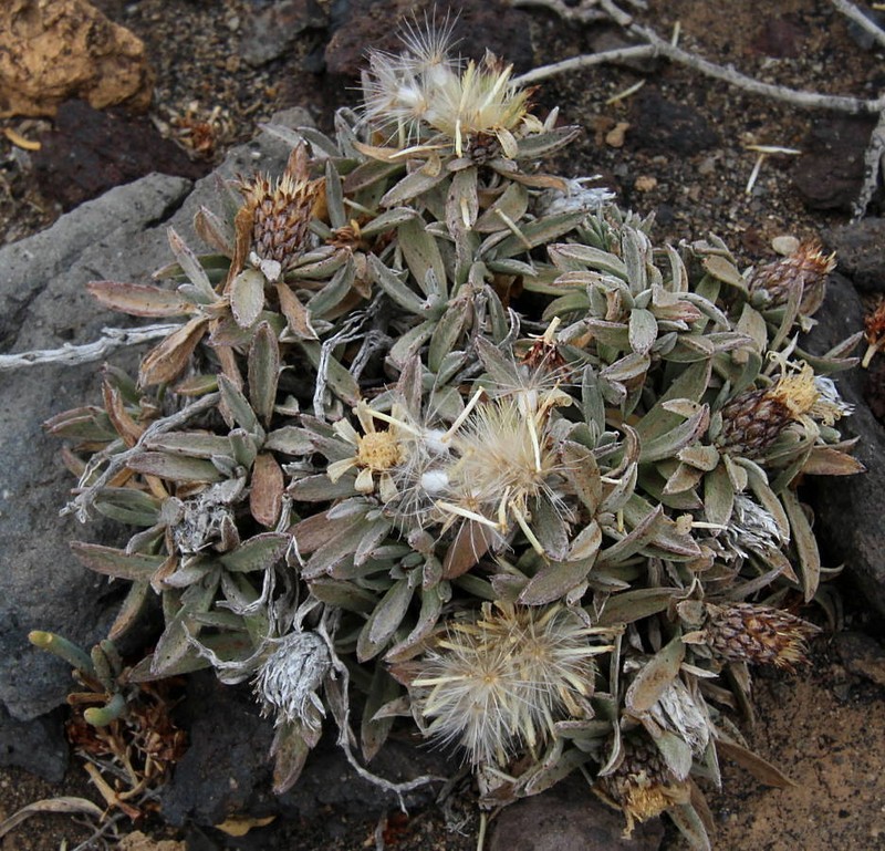 Atractylis preauxiana photo 3