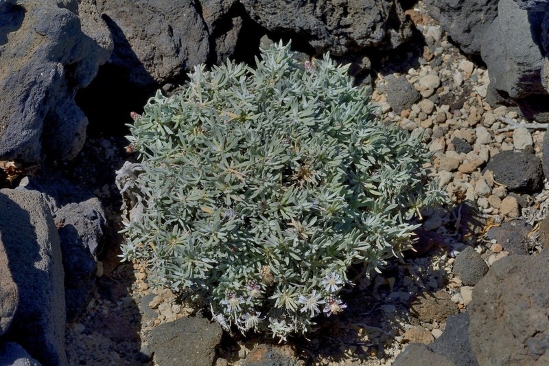 Atractylis preauxiana photo 4