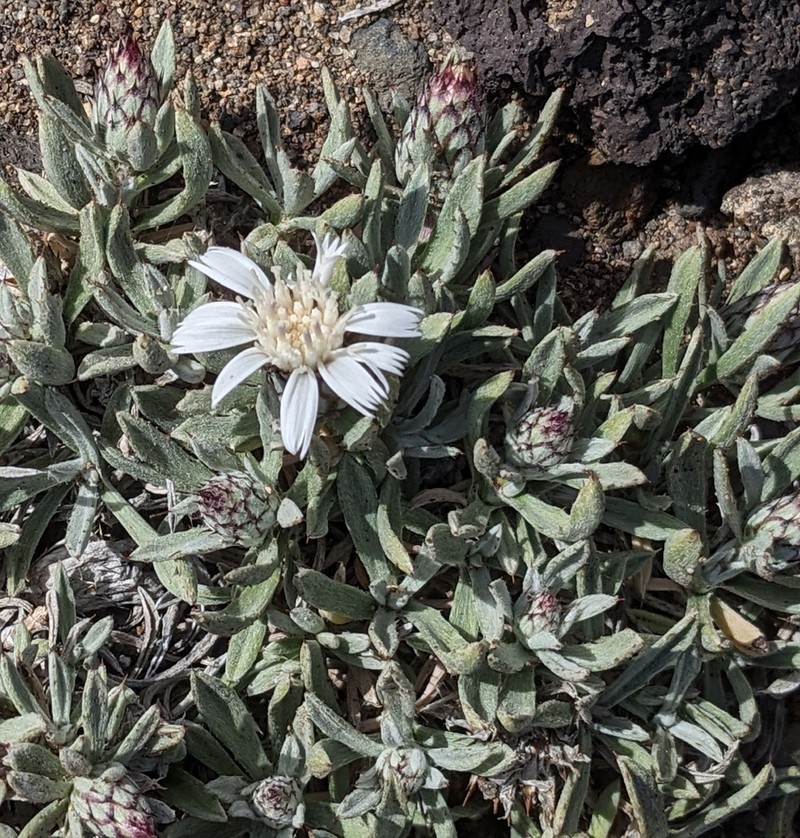 Atractylis preauxiana photo 5