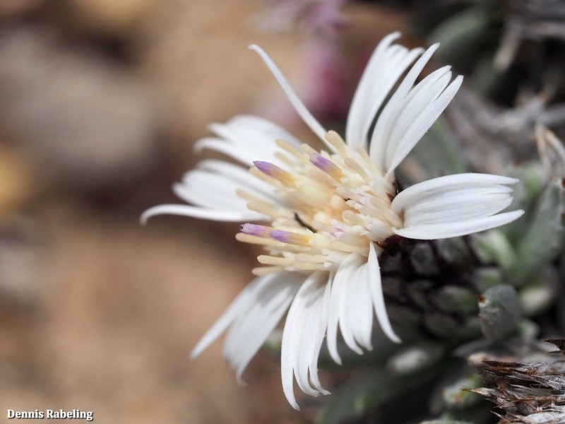 Atractylis preauxiana photo 6
