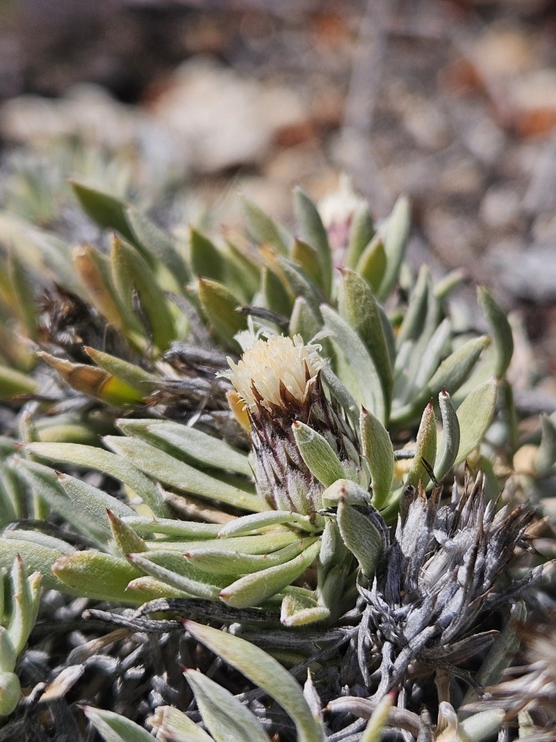 Atractylis preauxiana photo 7