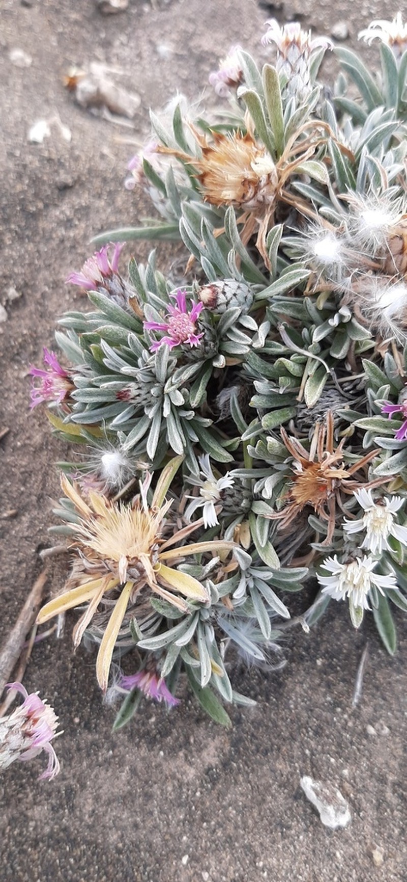 Atractylis preauxiana photo 8
