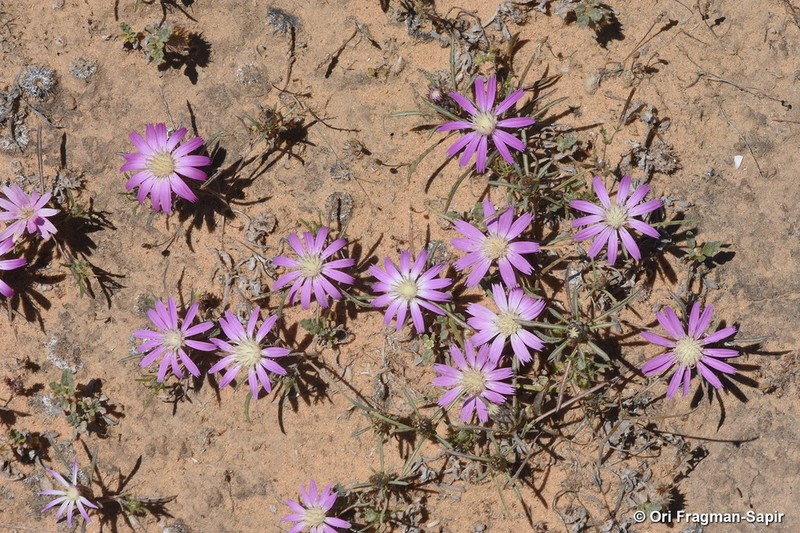 Atractylis prolifera