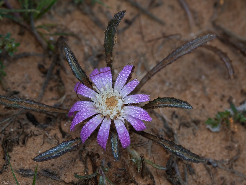 Atractylis prolifera photo 2