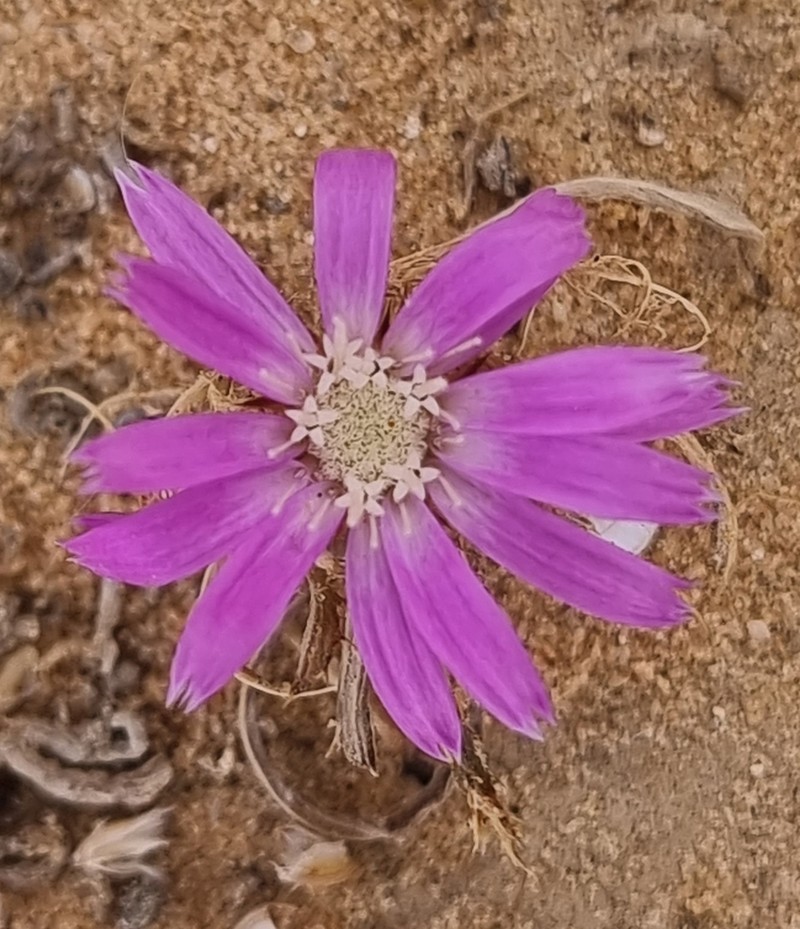 Atractylis prolifera photo 3
