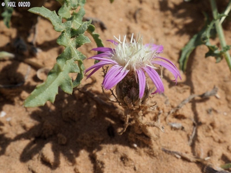Atractylis prolifera photo 4