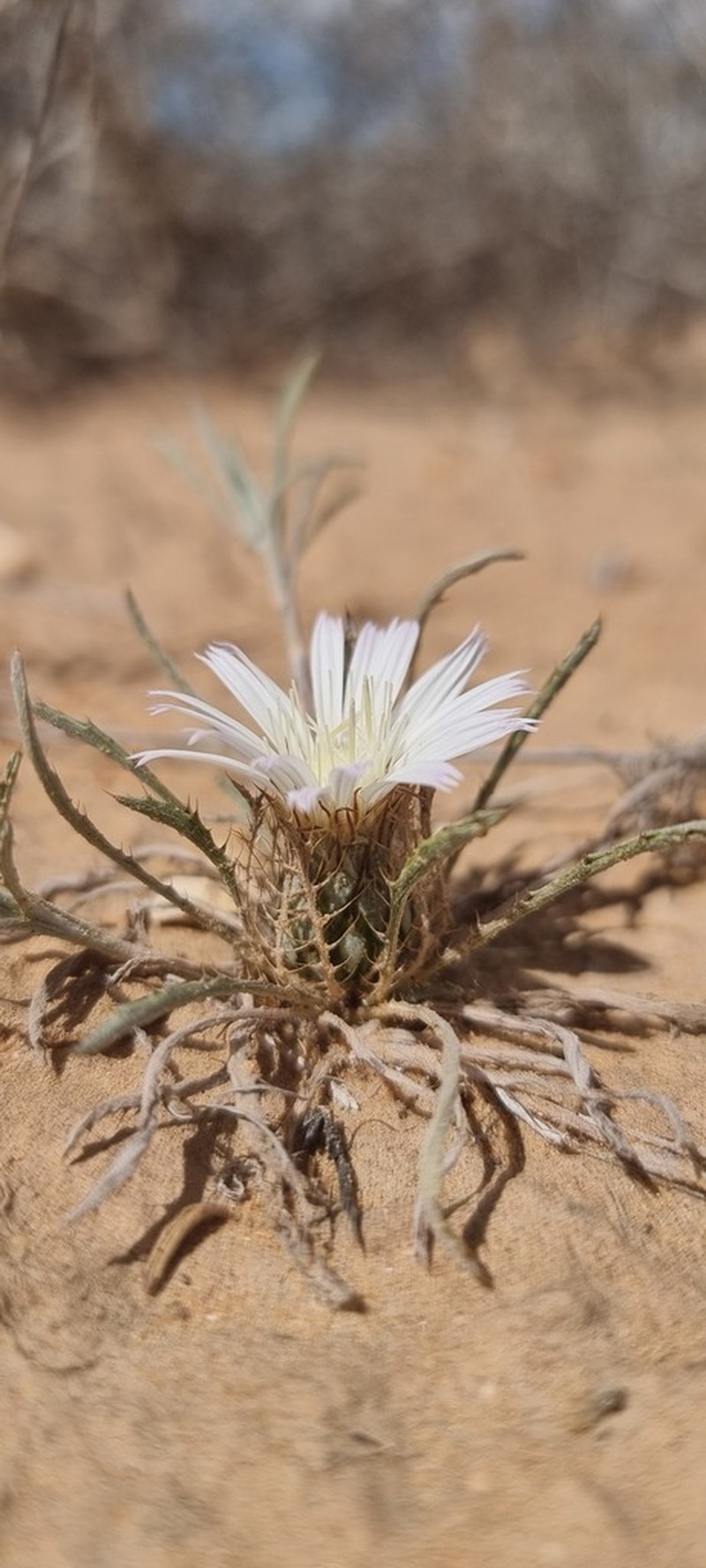 Atractylis prolifera photo 5