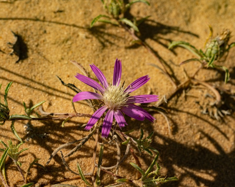 Atractylis prolifera photo 6