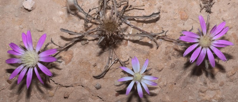 Atractylis prolifera photo 8
