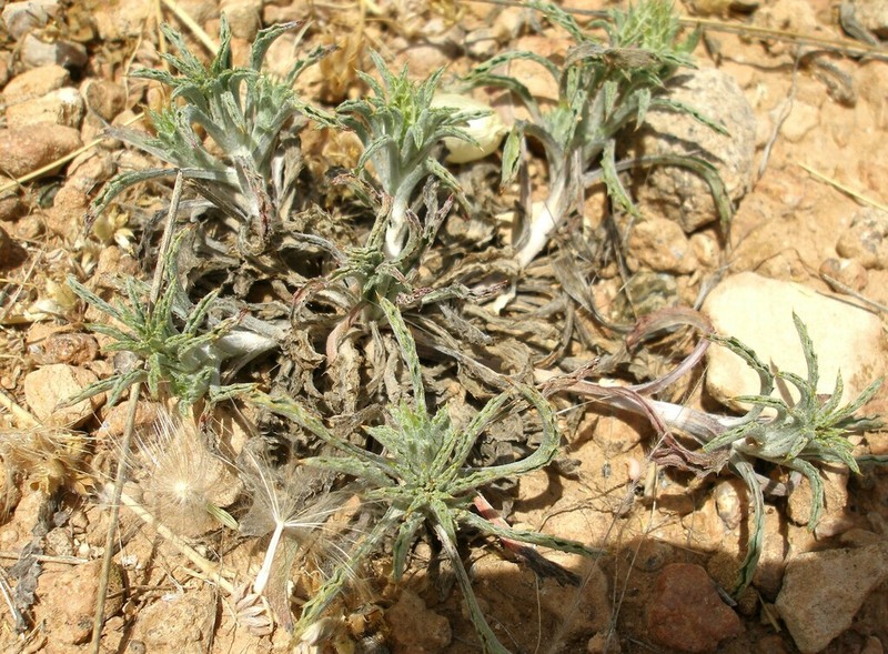 Atractylis serrata photo 3