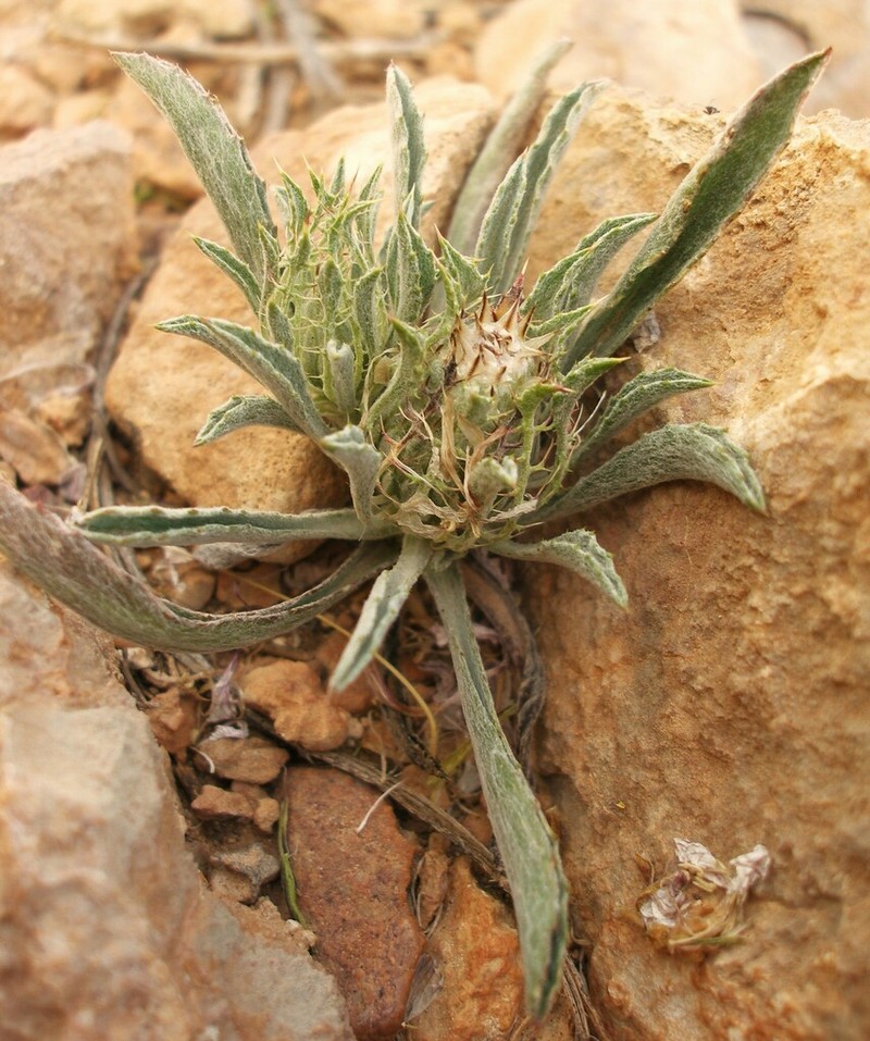 Atractylis serrata photo 4