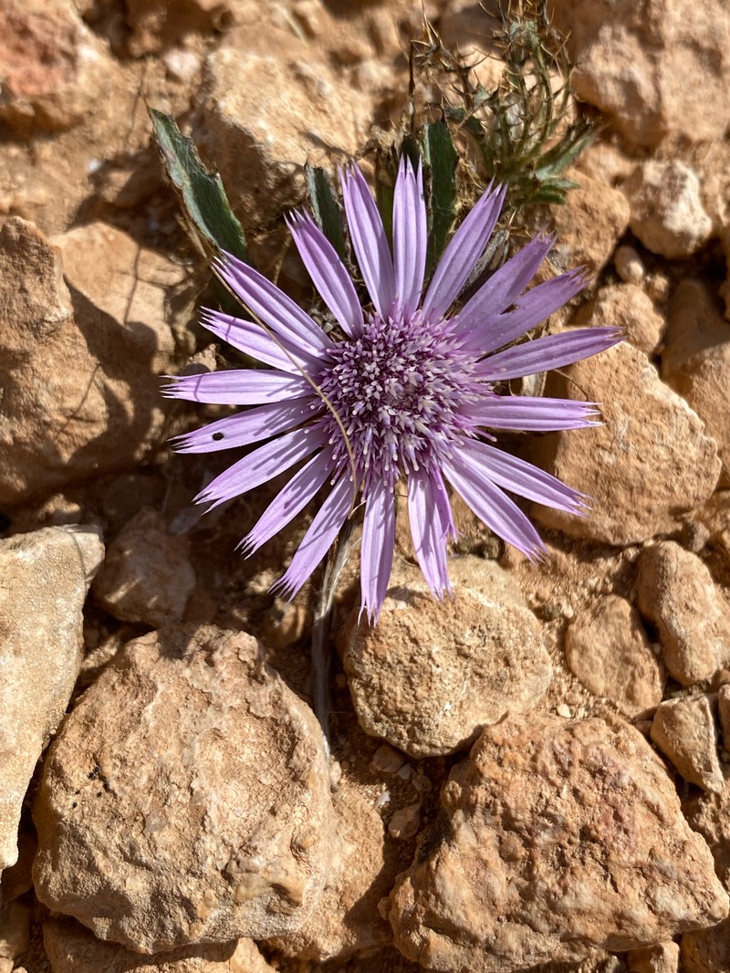Atractylis serrata photo 5