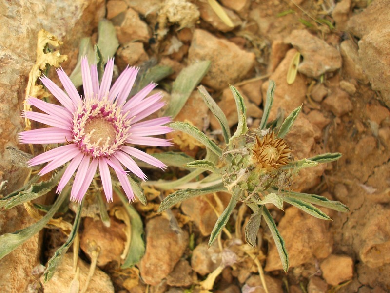 Atractylis serrata photo 7