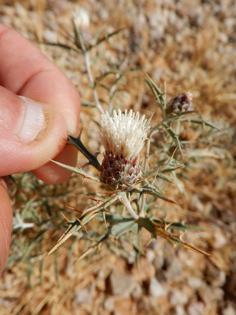 Atractylis serratuloides