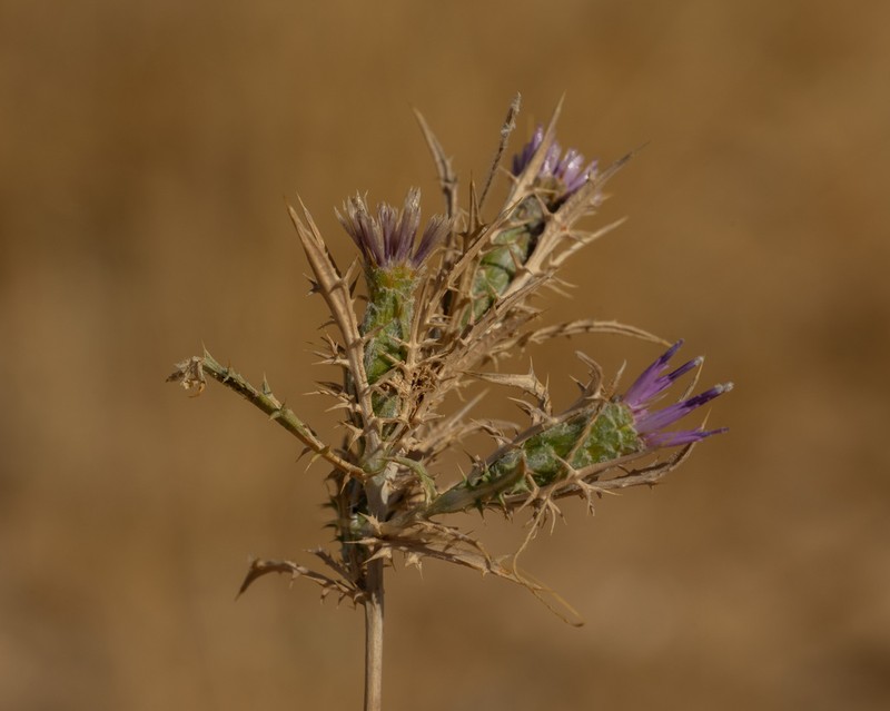 Atractylis serratuloides photo 2