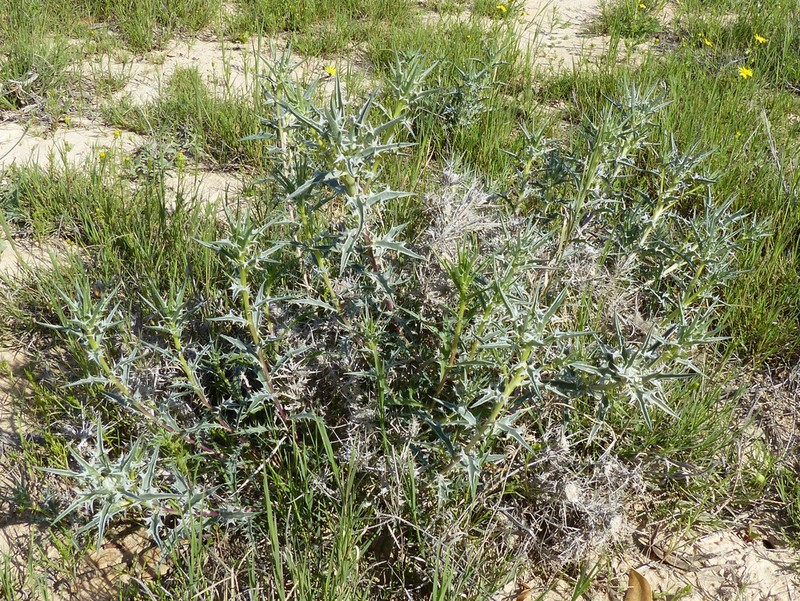 Atractylis serratuloides photo 3