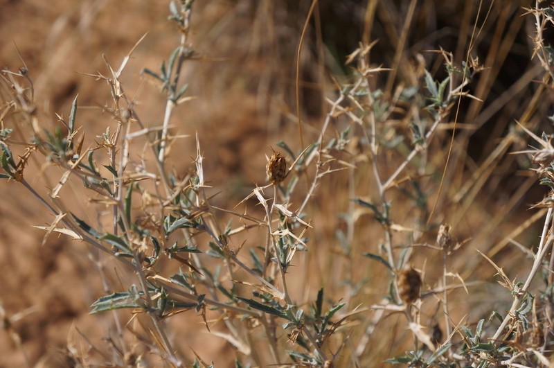 Atractylis serratuloides photo 4