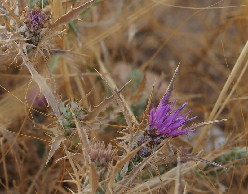 Atractylis serratuloides photo 5