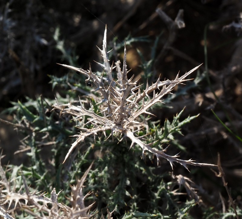 Atractylis serratuloides photo 6