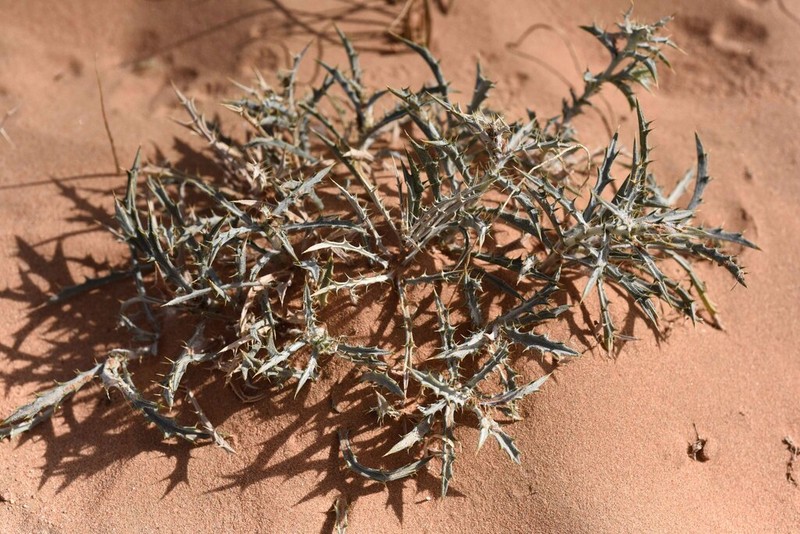 Atractylis serratuloides photo 7