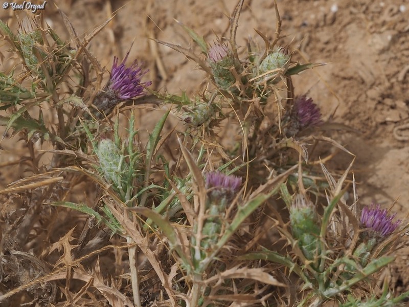 Atractylis serratuloides photo 8