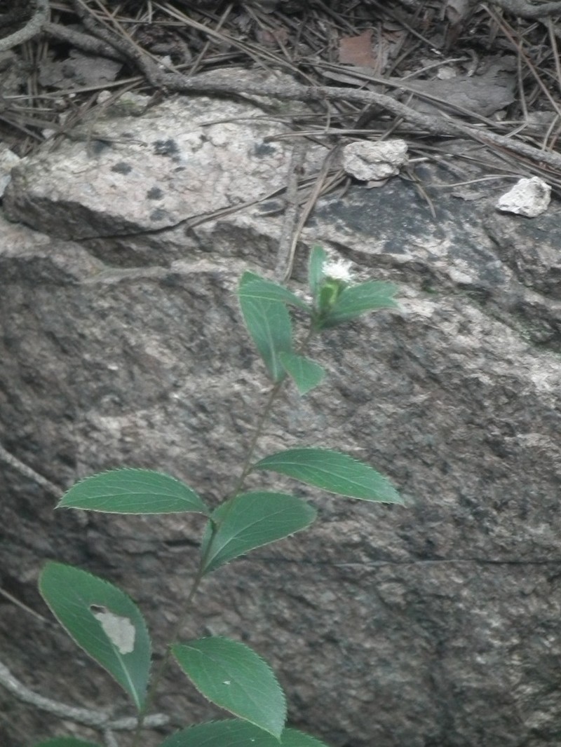 Atractylodes koreana