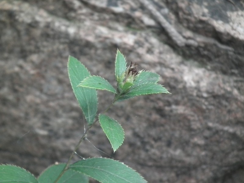 Atractylodes koreana photo 2