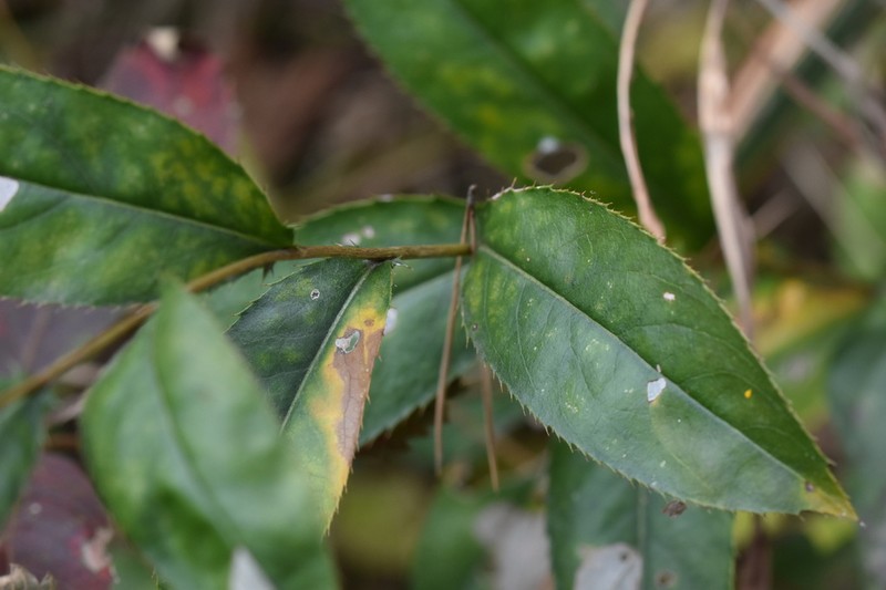 Atractylodes koreana photo 3