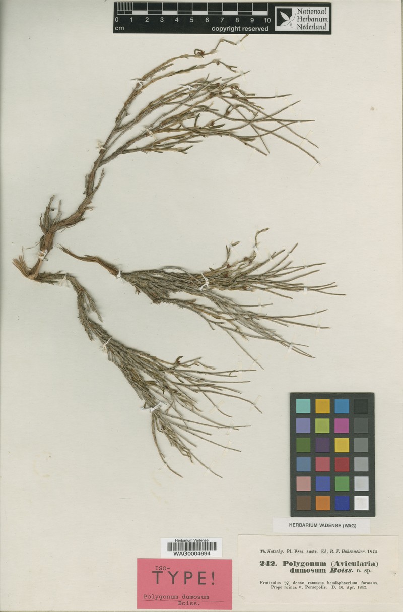 Atraphaxis dumosa