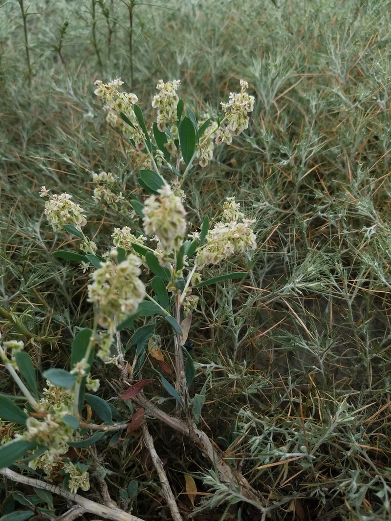 Atraphaxis ledebourii photo 2