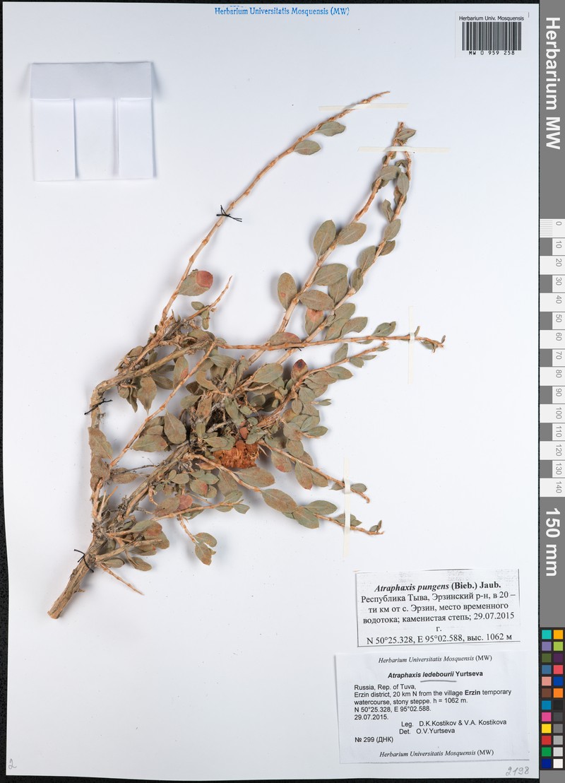 Atraphaxis ledebourii photo 3