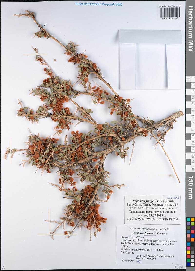 Atraphaxis ledebourii photo 5