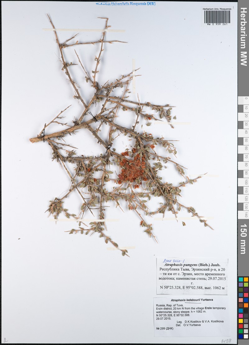 Atraphaxis ledebourii photo 6
