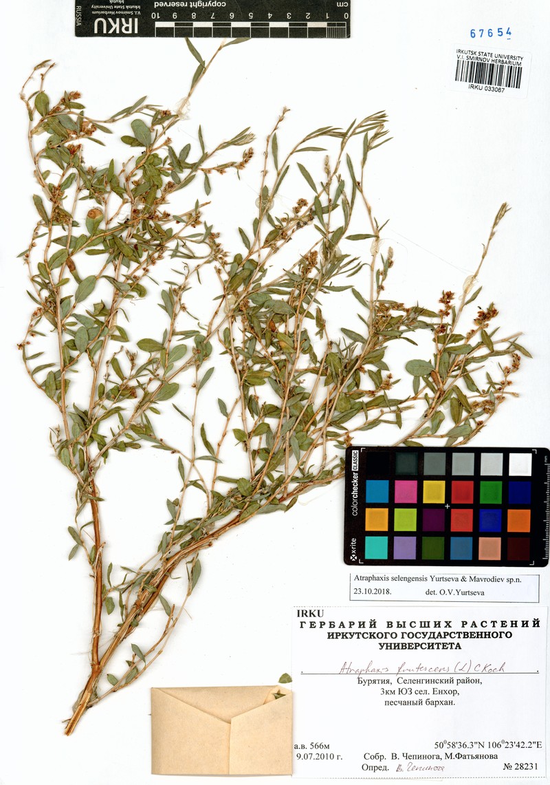 Atraphaxis selengensis