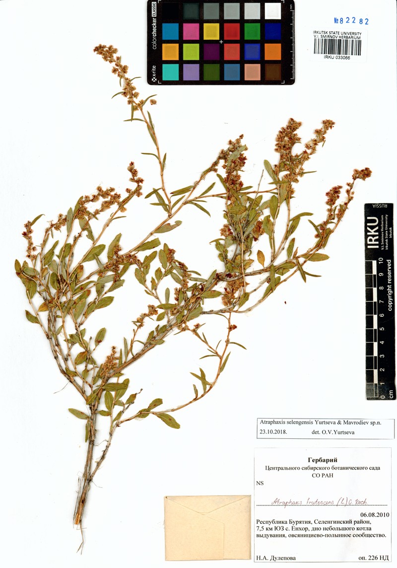 Atraphaxis selengensis photo 2