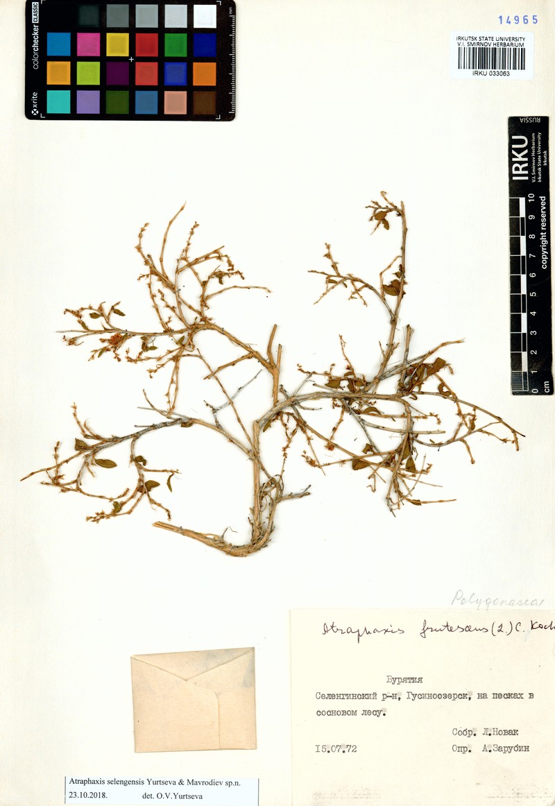 Atraphaxis selengensis photo 3