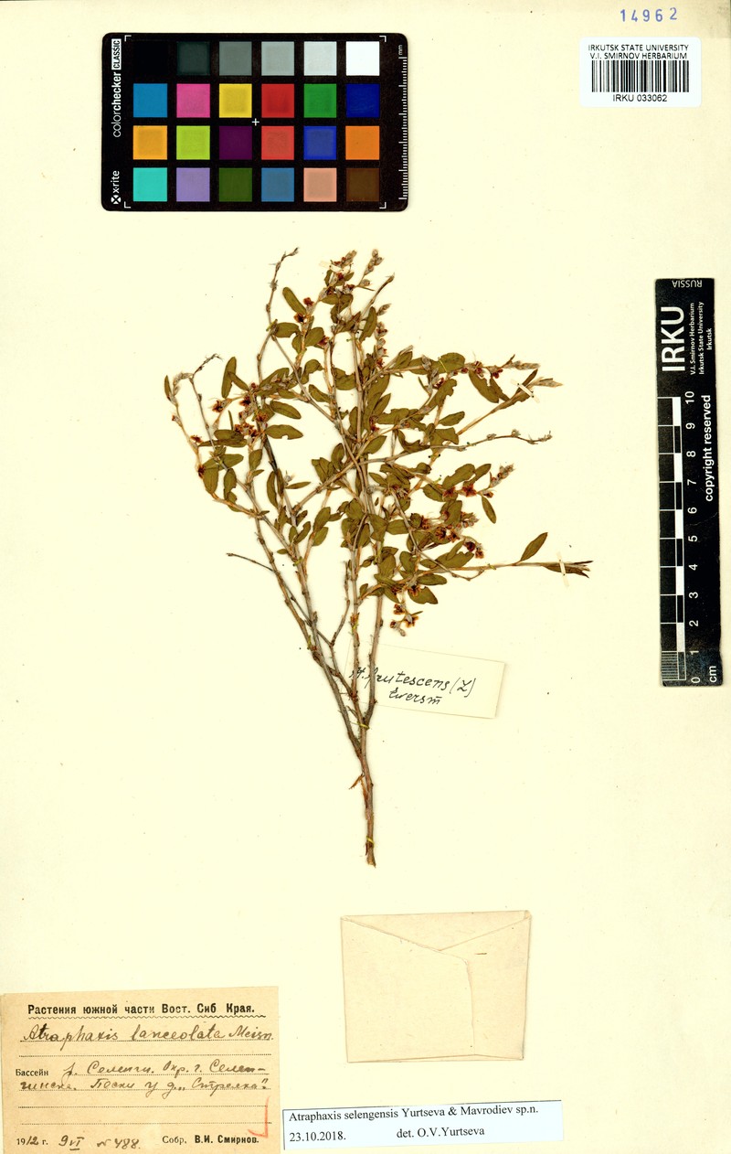 Atraphaxis selengensis photo 4