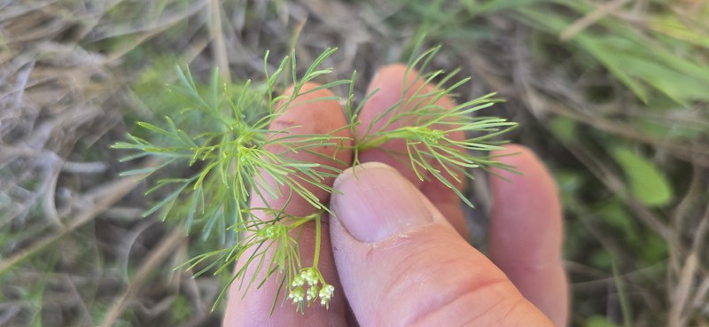 Atrema americanum