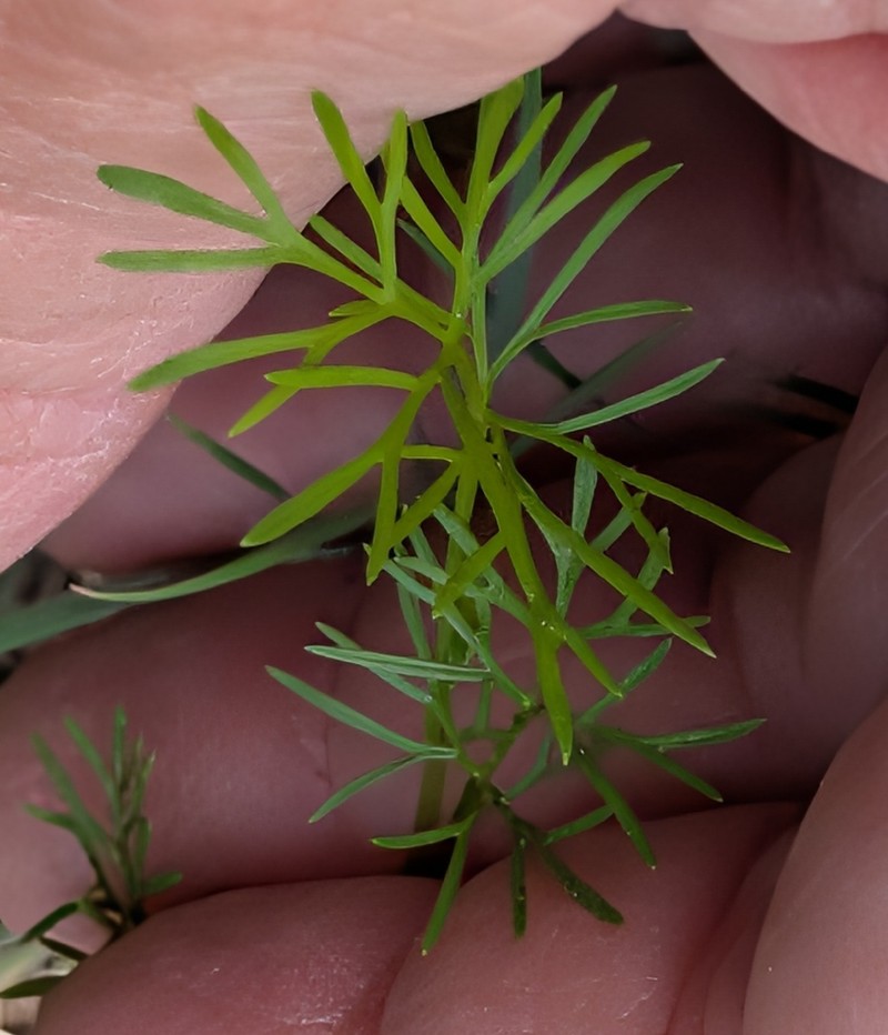 Atrema americanum photo 3
