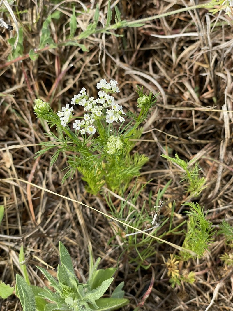 Atrema americanum photo 4