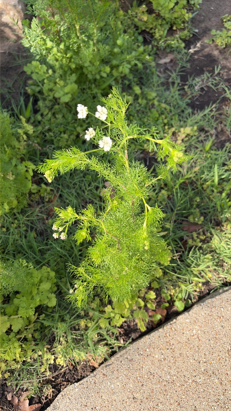 Atrema americanum photo 5