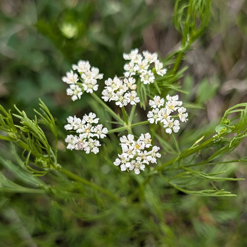 Atrema americanum photo 6