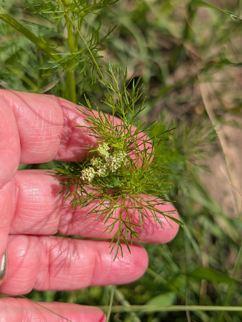 Atrema americanum photo 7
