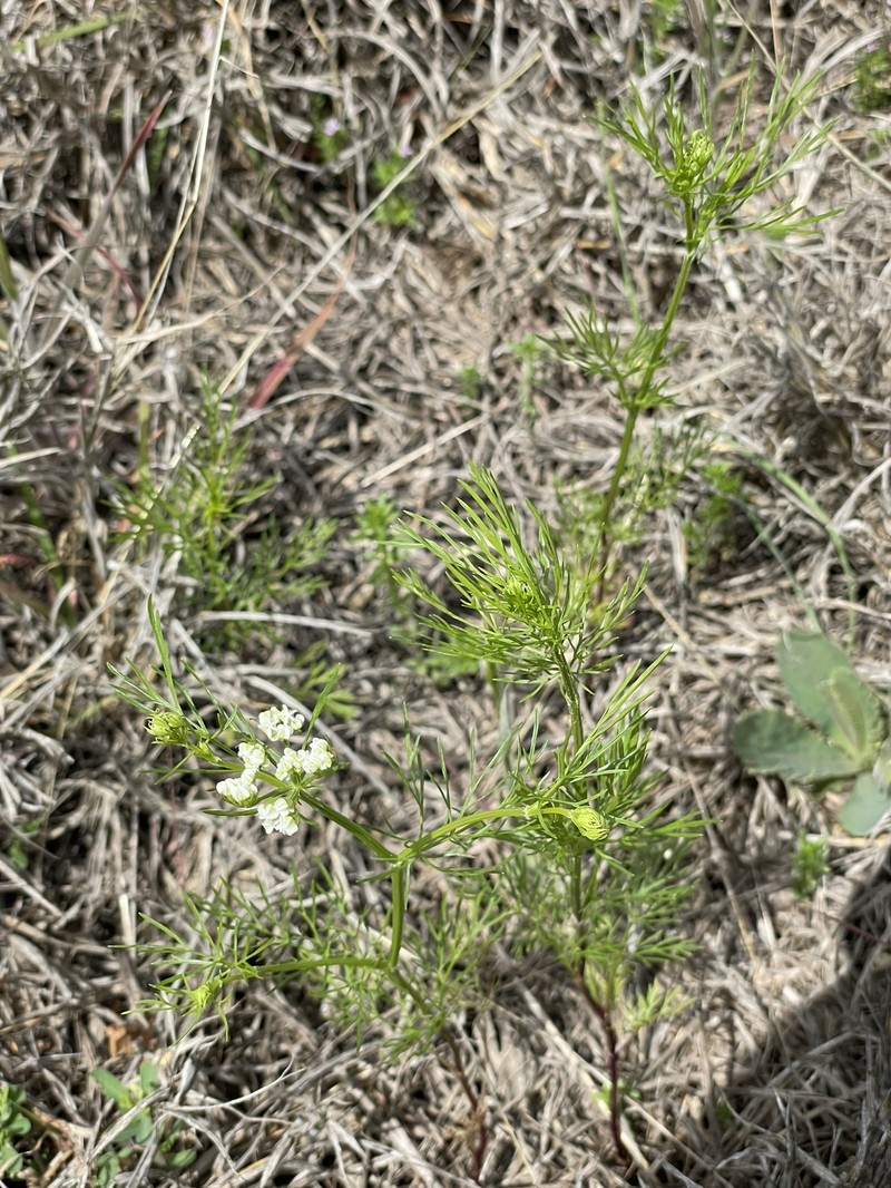 Atrema americanum photo 8